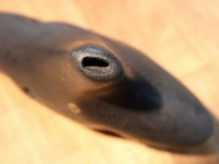 (SORA)オカリナ アルトC管 熊本県阿蘇の作品 【当店検品済】